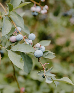 Close-up of ripe blueberries hanging from lush green branches in Patagonia's natural light