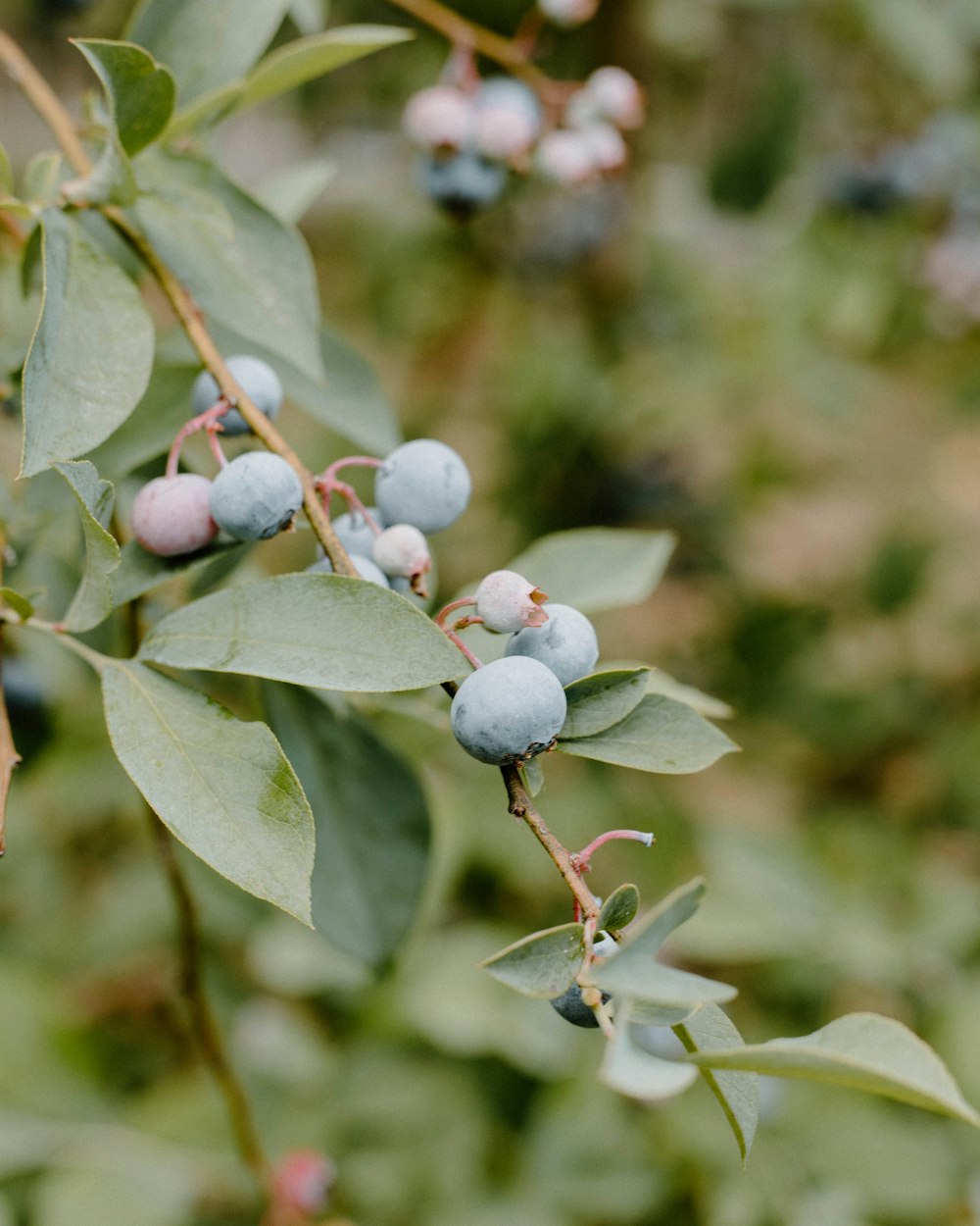 white flower buds in tilt shift lens