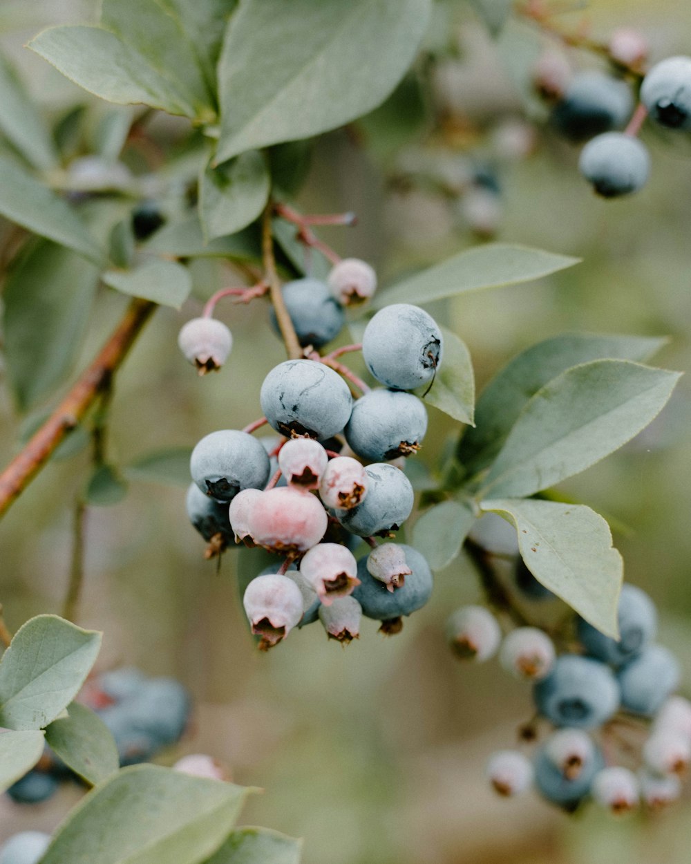 red and green round fruits