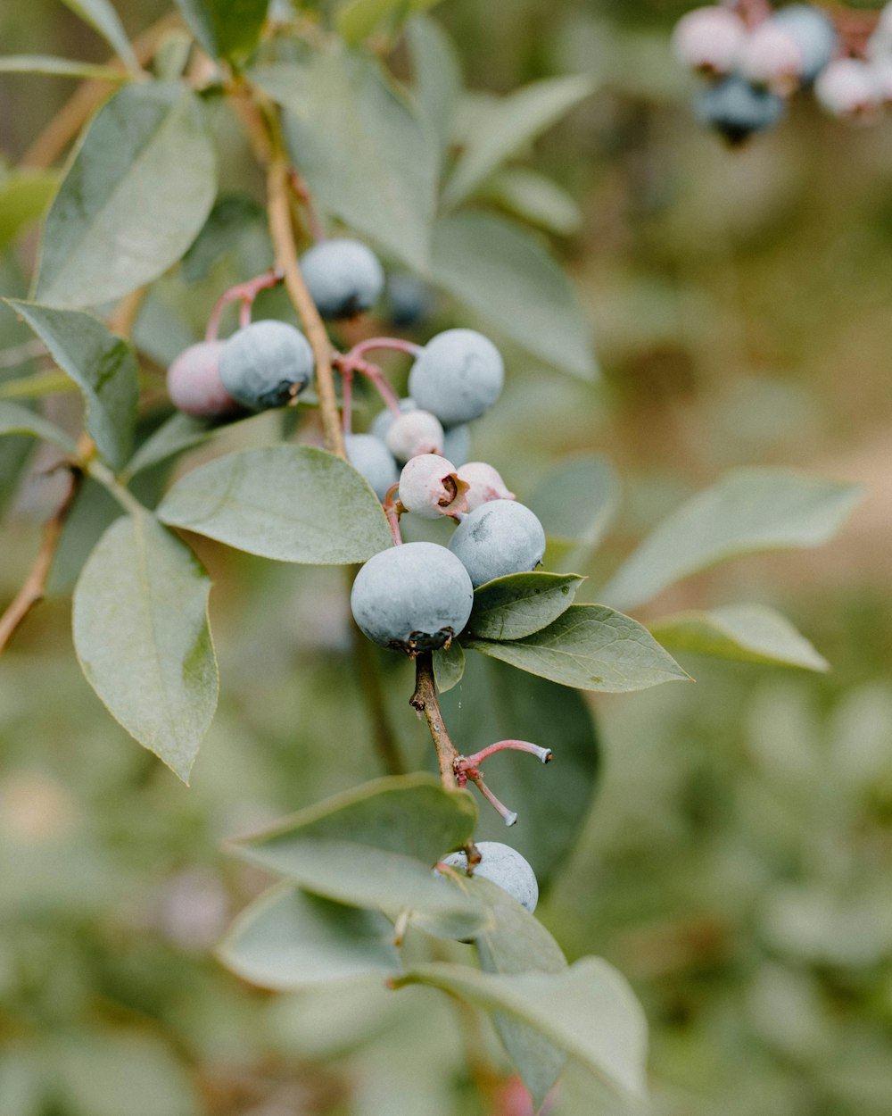 green and white round fruits