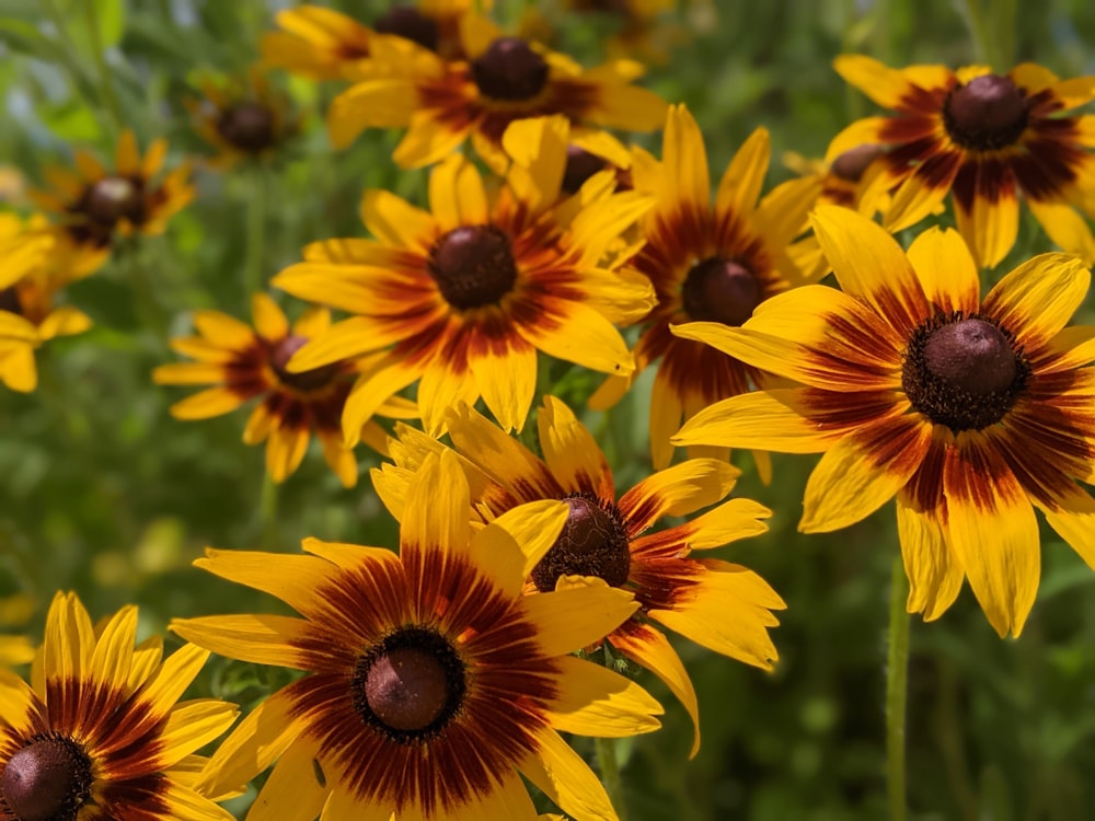 yellow sunflower in close up photography