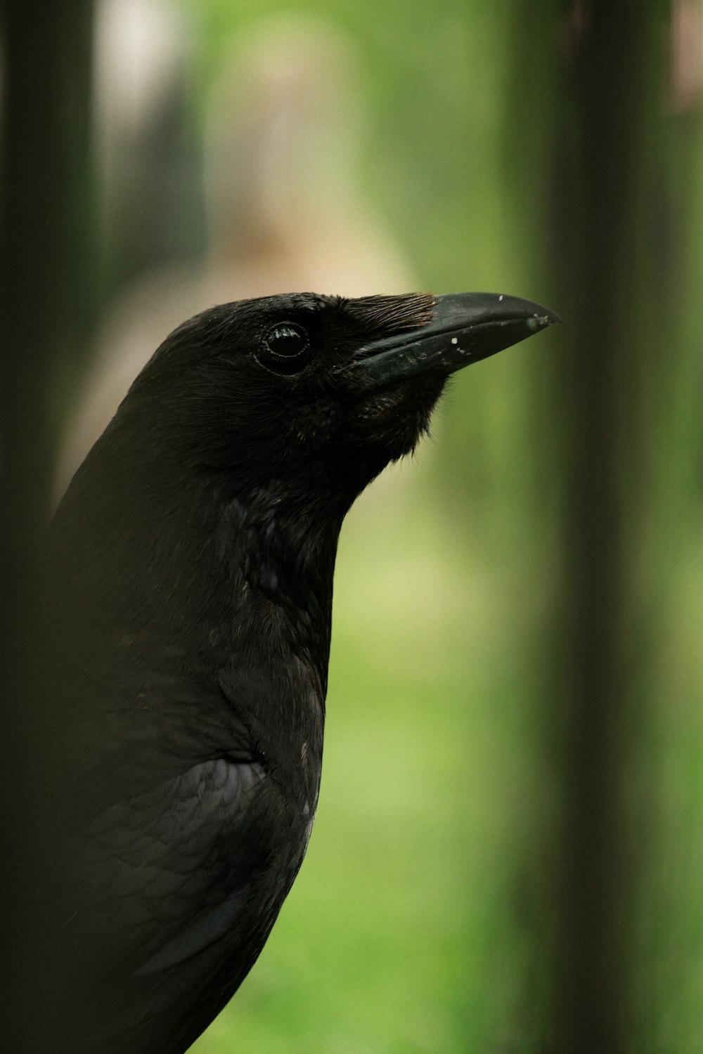 black crow in tilt shift lens