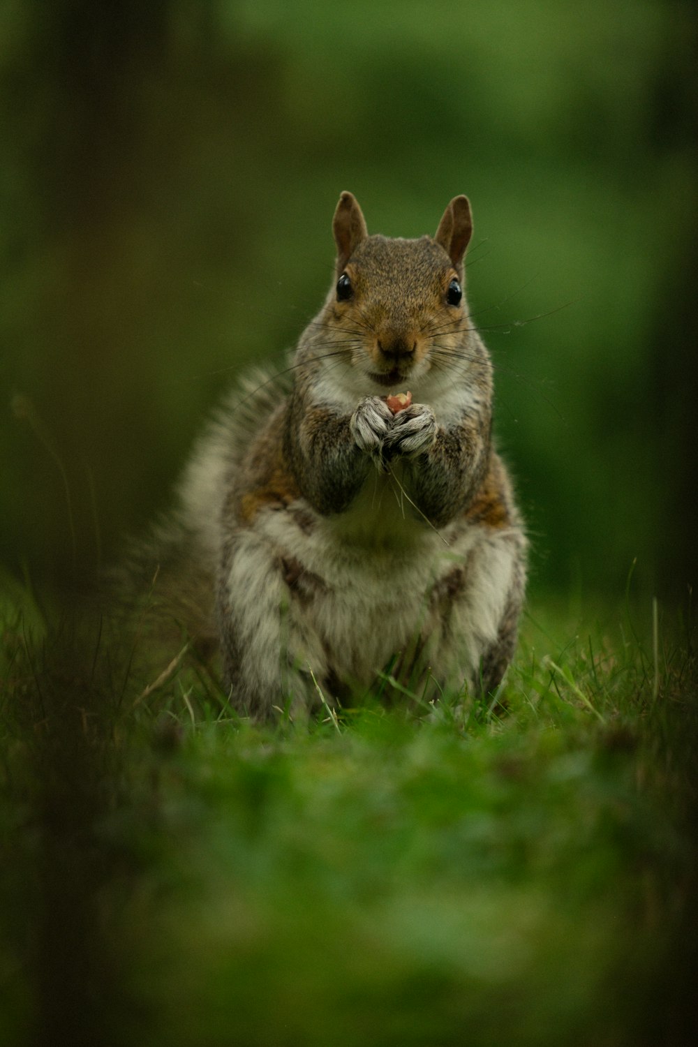 white and brown squirrel on green grass during daytime