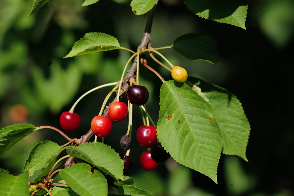 red and green round fruits