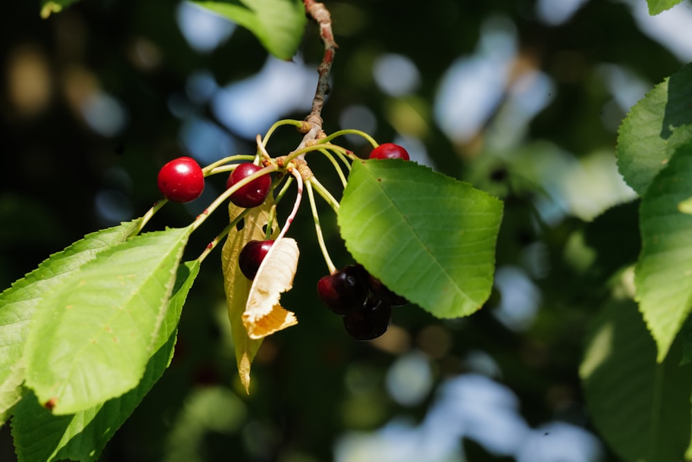 red round fruits on tree during daytime