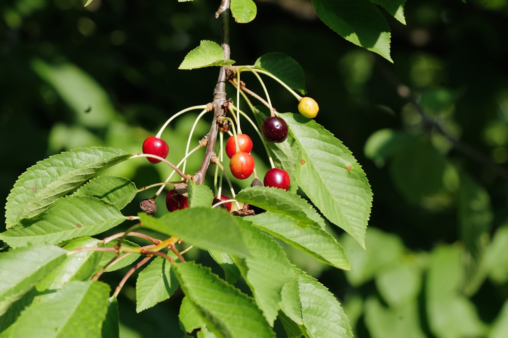 red round fruits on green leaves