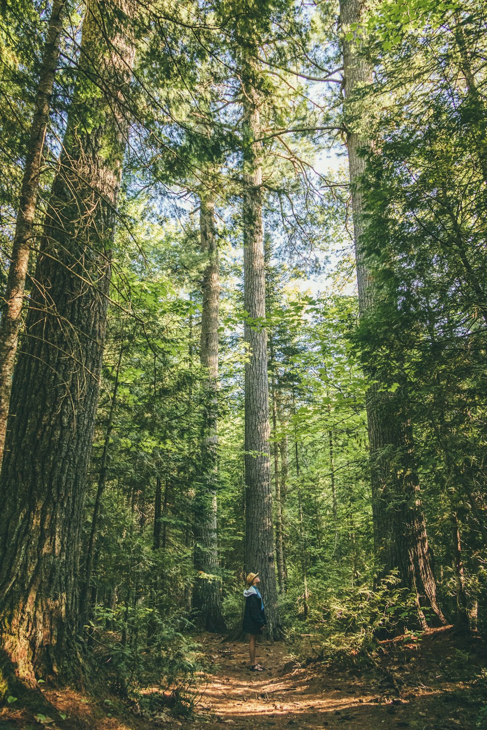 person in black jacket walking on forest during daytime