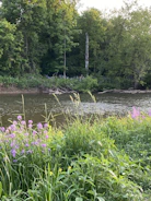 A serene riverside scene with native plants flourishing along the Mula riverbank.