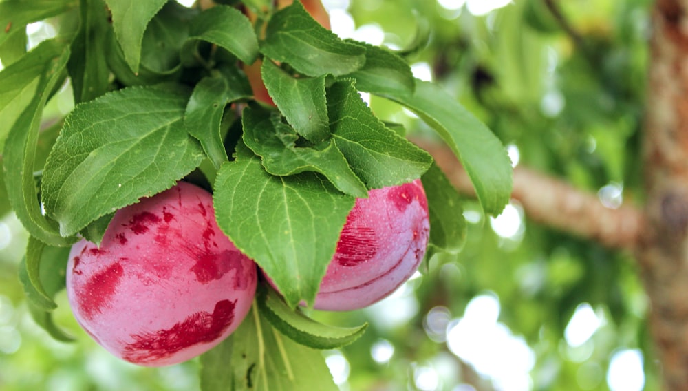 pink flower bud in close up photography