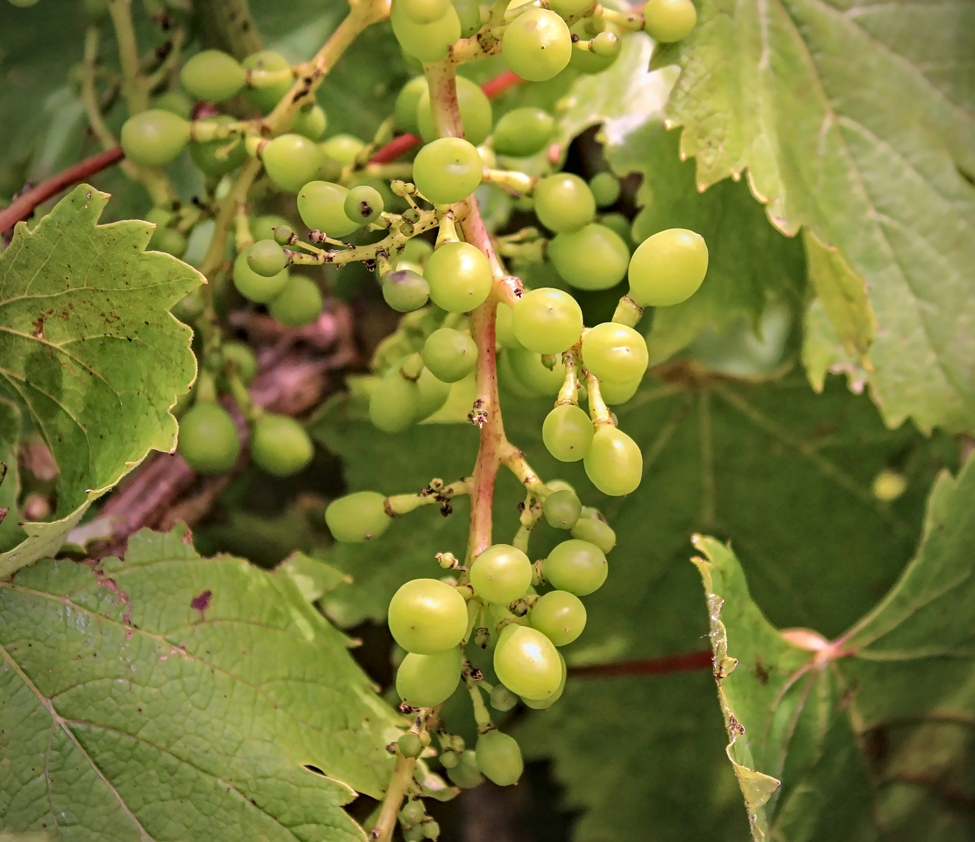 Photo by brunomiguel