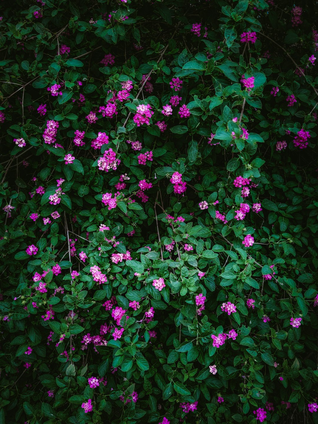 pink flowers with green leaves