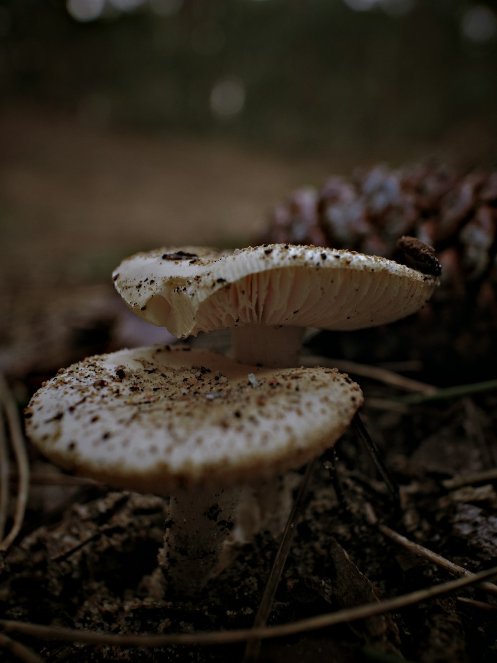 champignon blanc et brun en gros plan