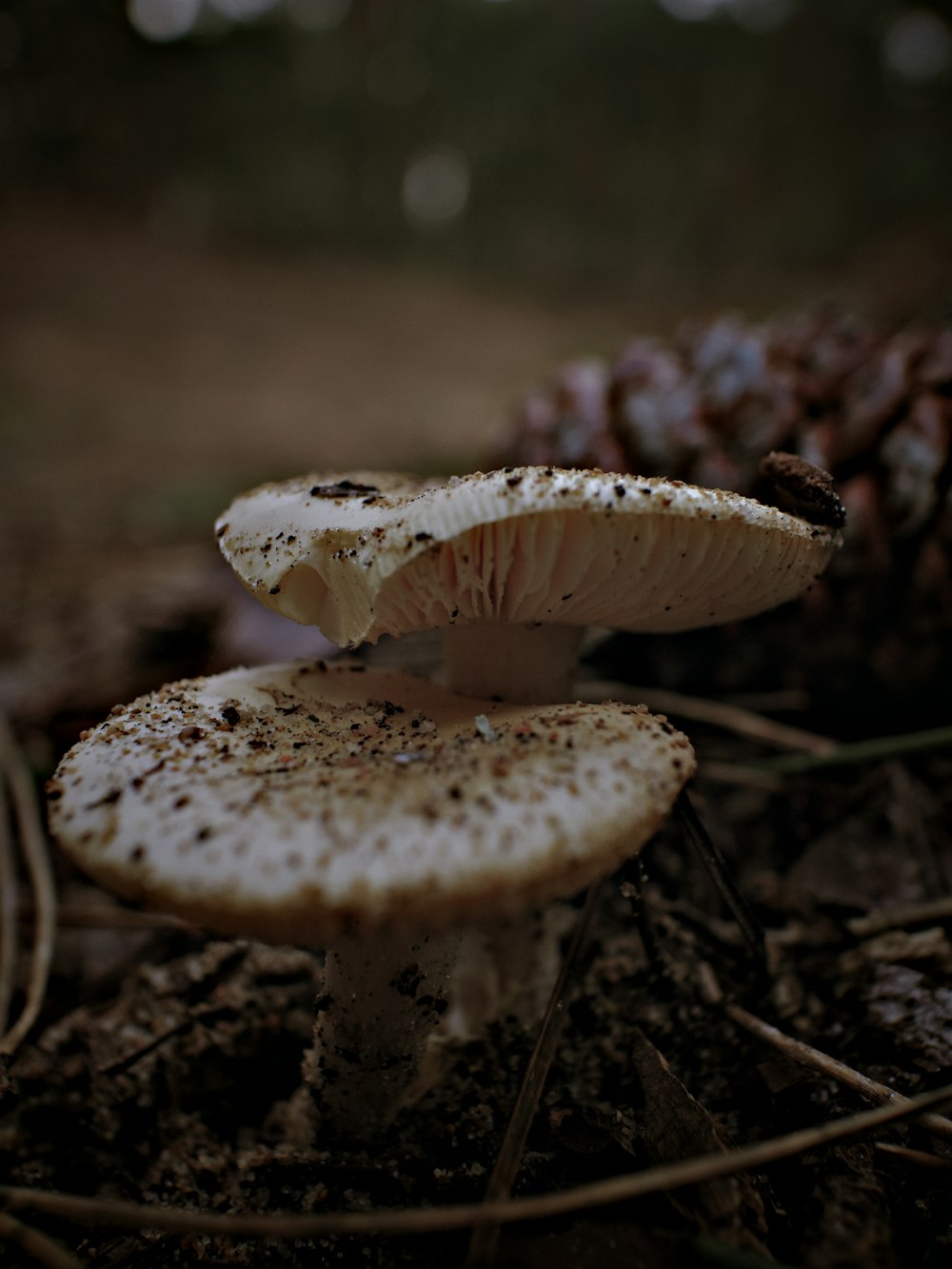 white and brown mushroom in close up photography