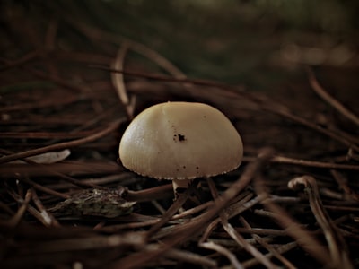 white mushroom in tilt shift lens cranberry sauce zoom background