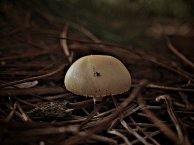 white mushroom in tilt shift lens cranberry sauce teams background