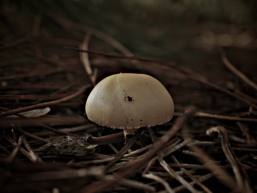 white mushroom in tilt shift lens