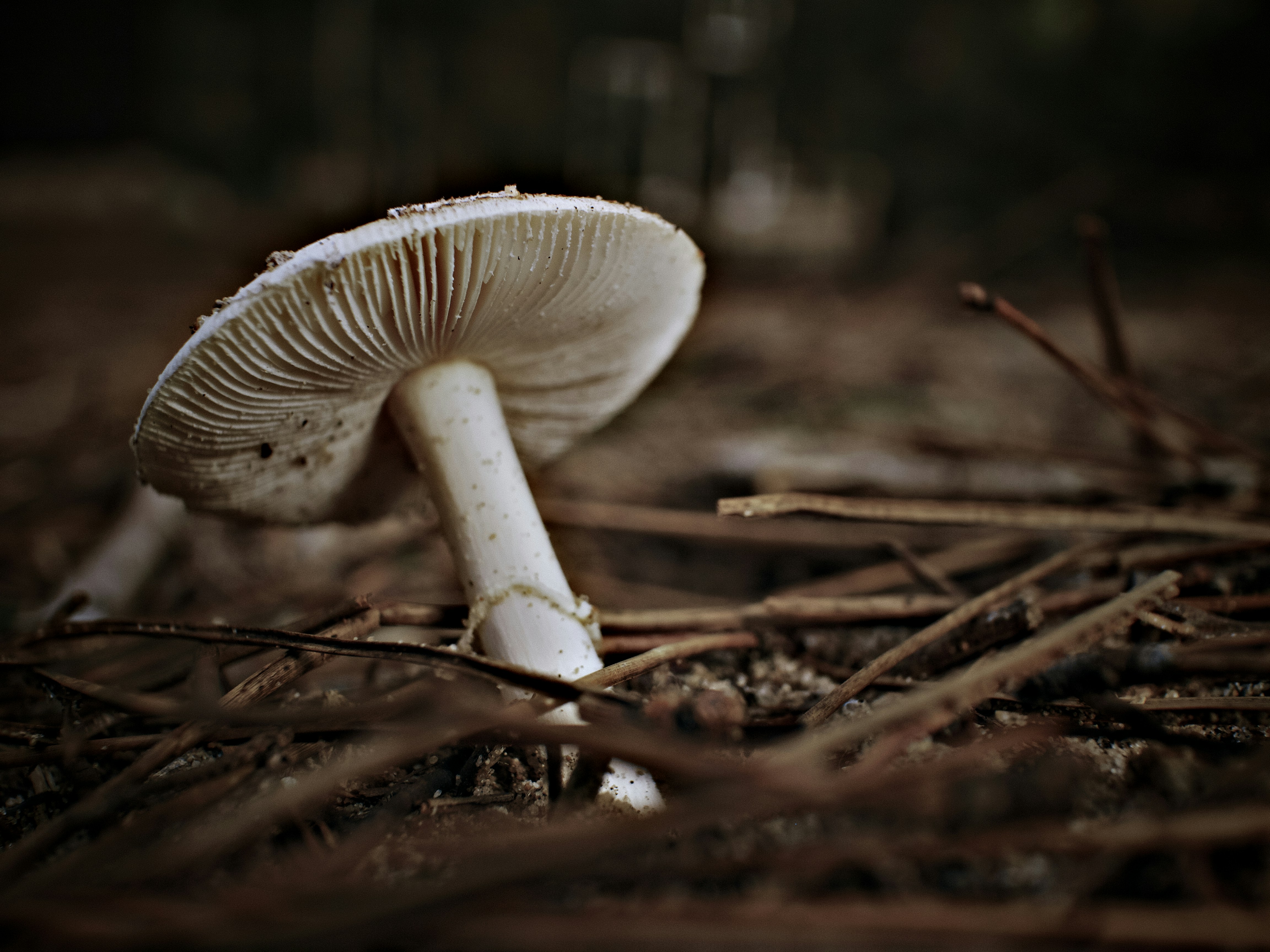 white mushroom on brown dried leaves cranberry sauce teams background