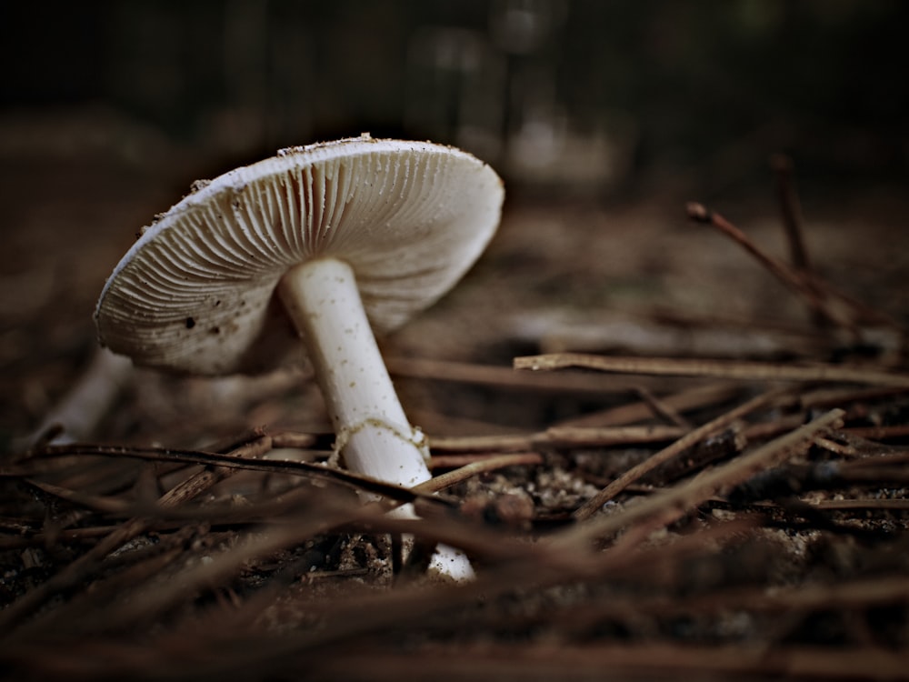 white mushroom on brown dried leaves