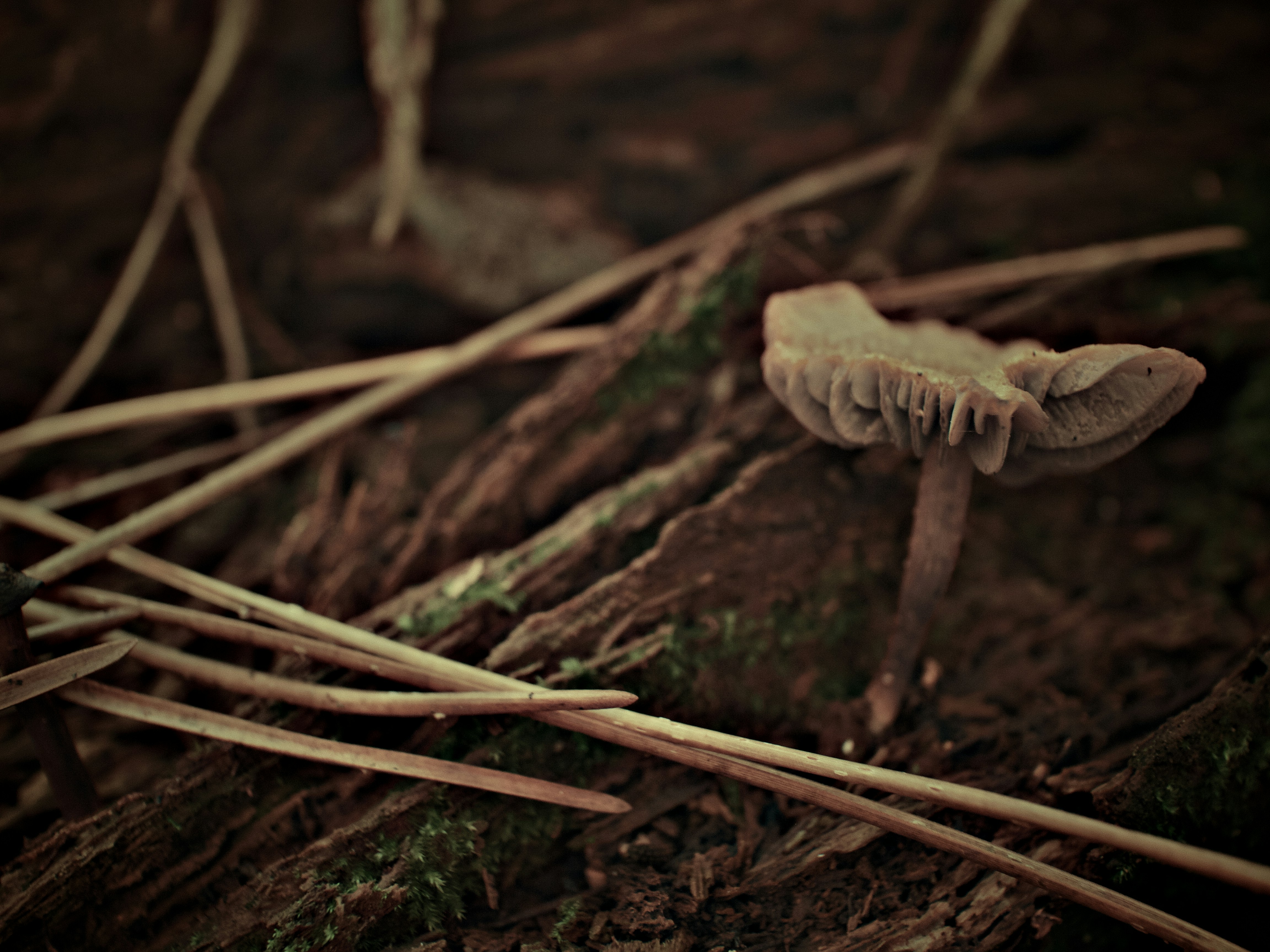 white mushroom on brown soil