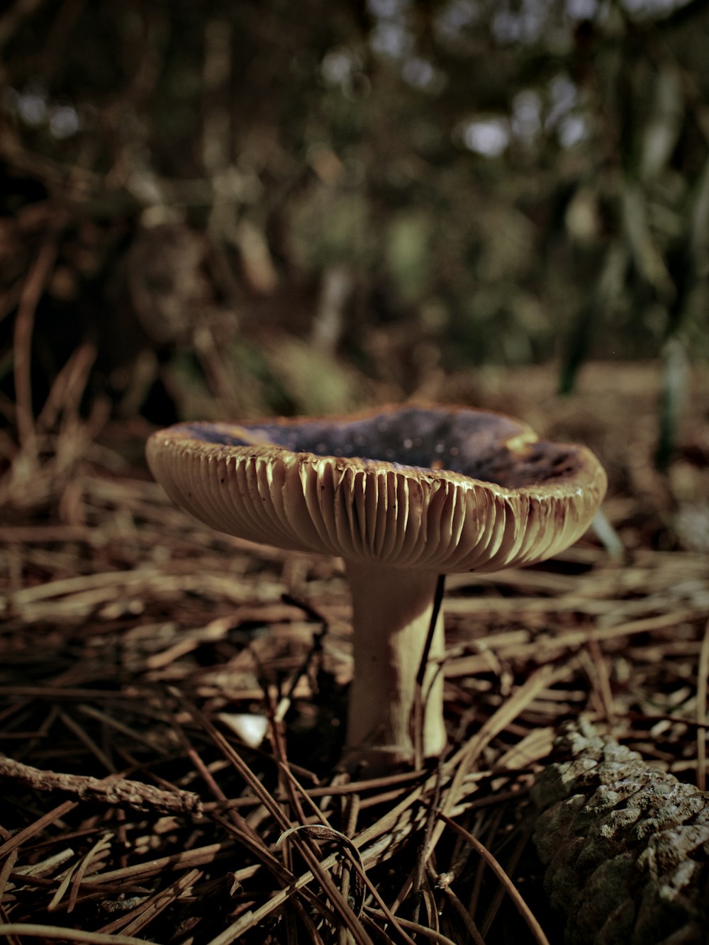 brown mushroom in tilt shift lens