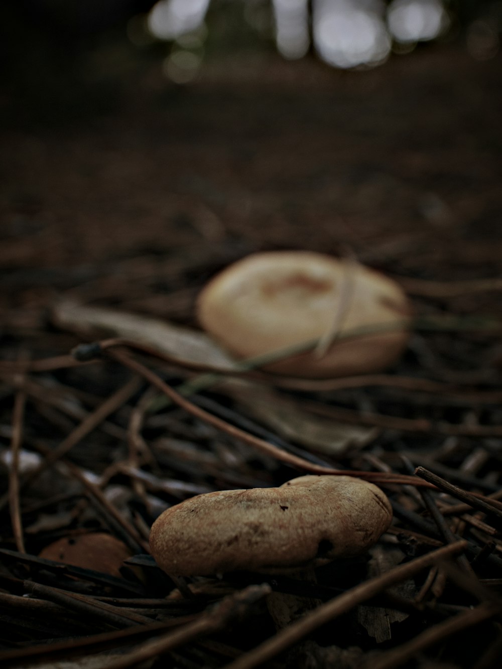 brown mushroom on brown dried leaves