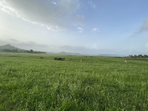 A panoramic view of lush green fields with grazing cows under a clear blue sky.