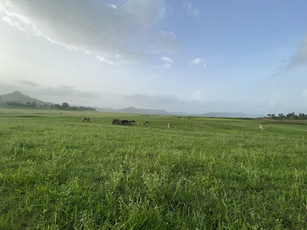A panoramic view of lush green fields with grazing cows under a clear blue sky.