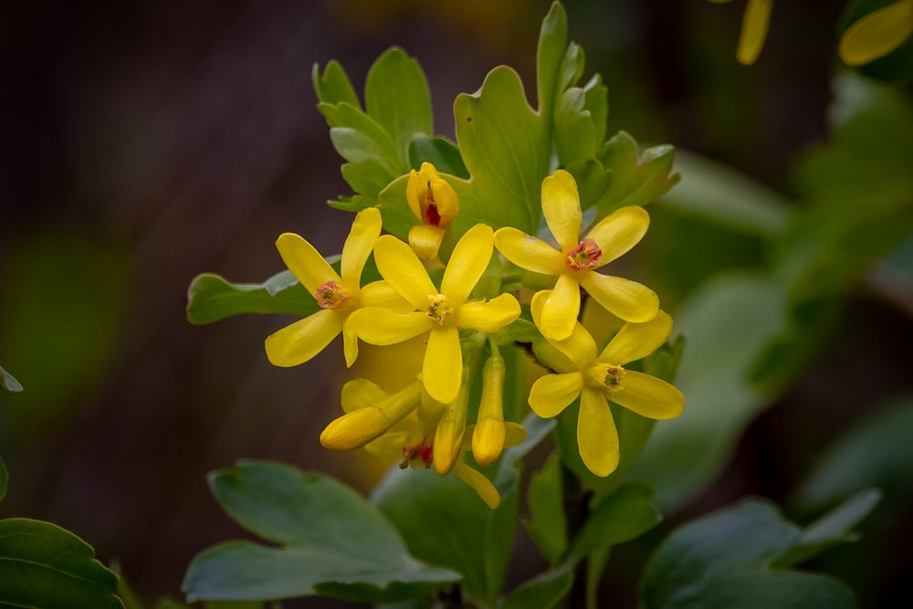 yellow flower in tilt shift lens