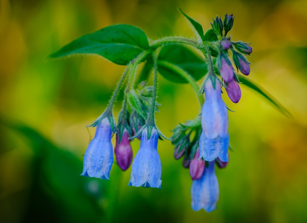 purple flowers with green leaves