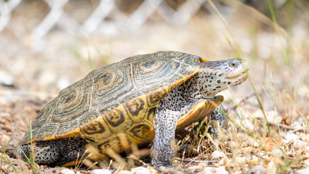 black and yellow turtle on brown grass