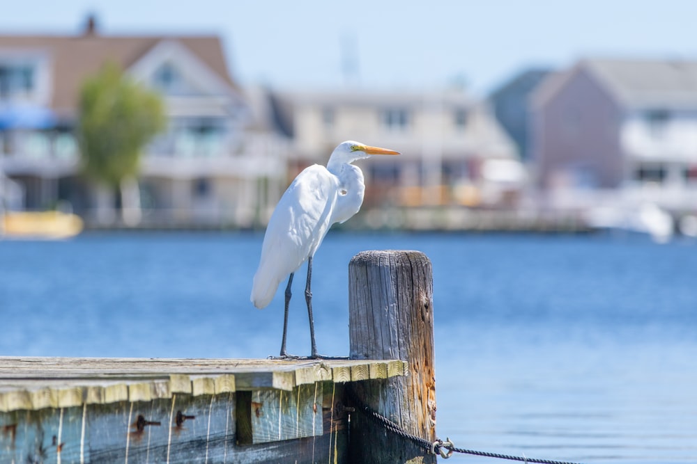 white bird on brown wooden fence near body of water during daytime