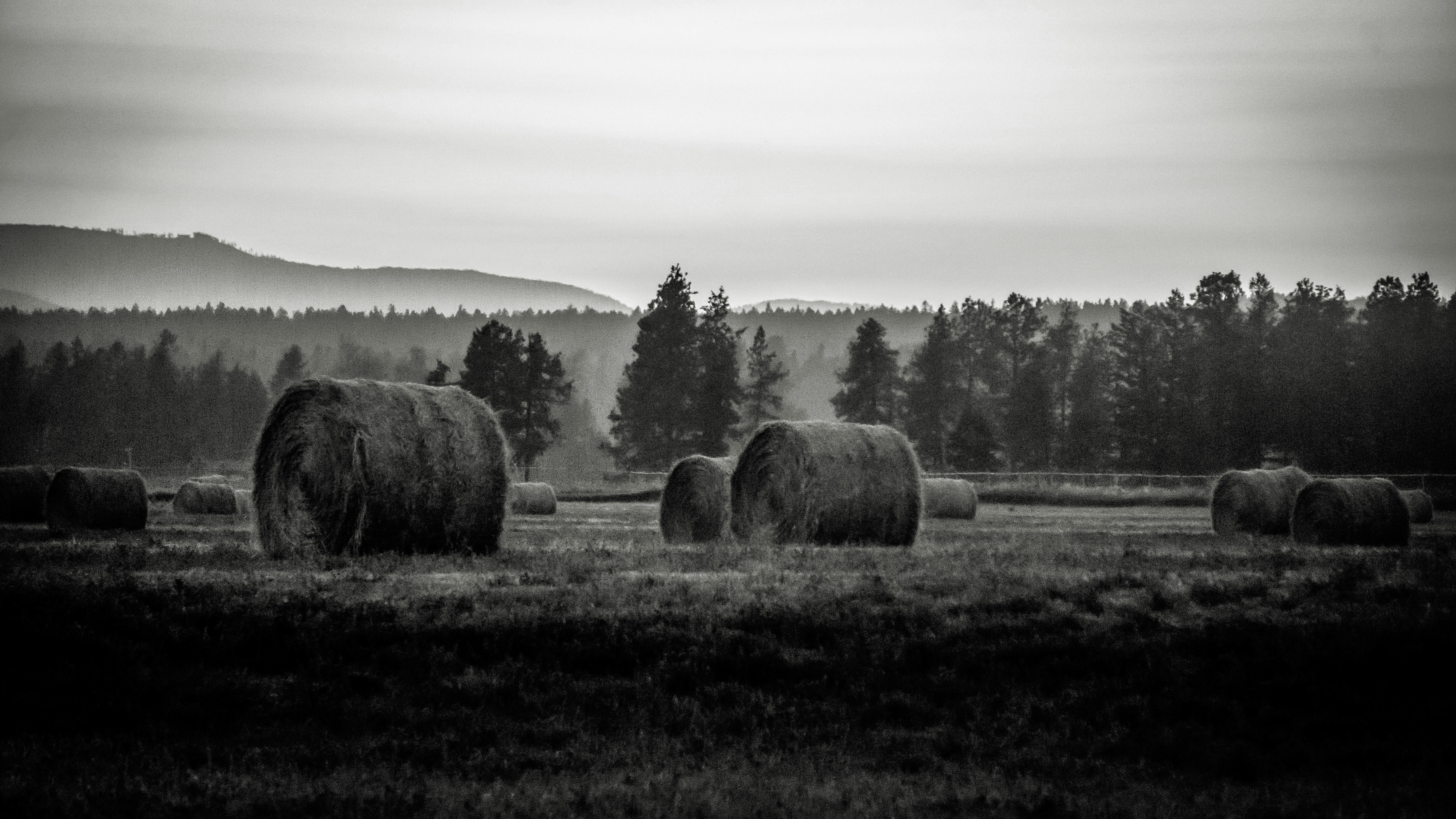 brown hays on green grass field during daytime
