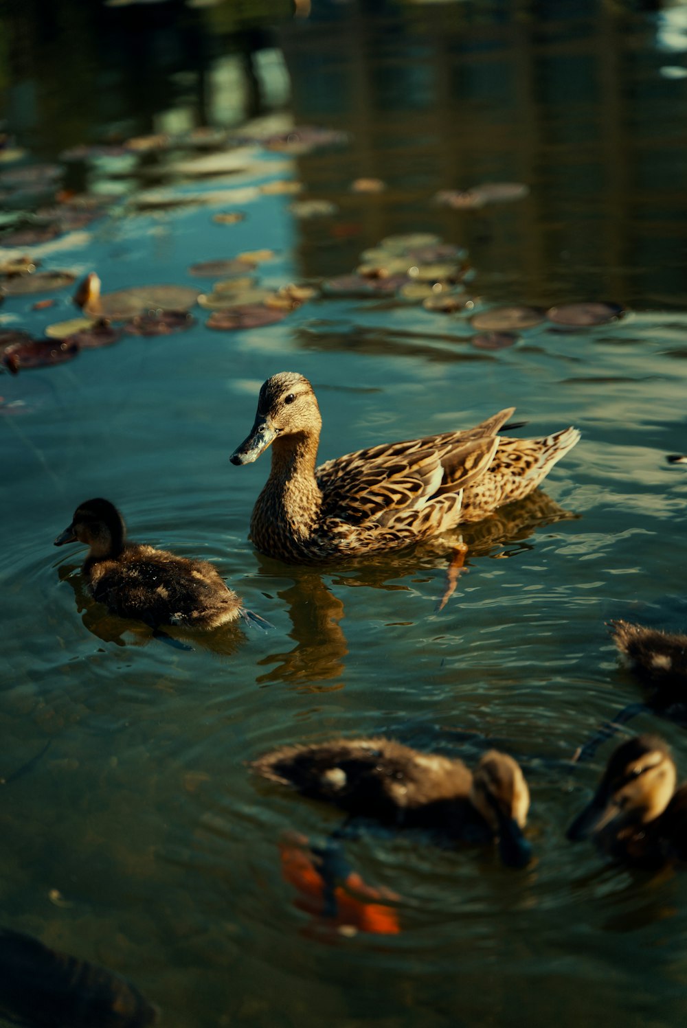 brown duck on water during daytime