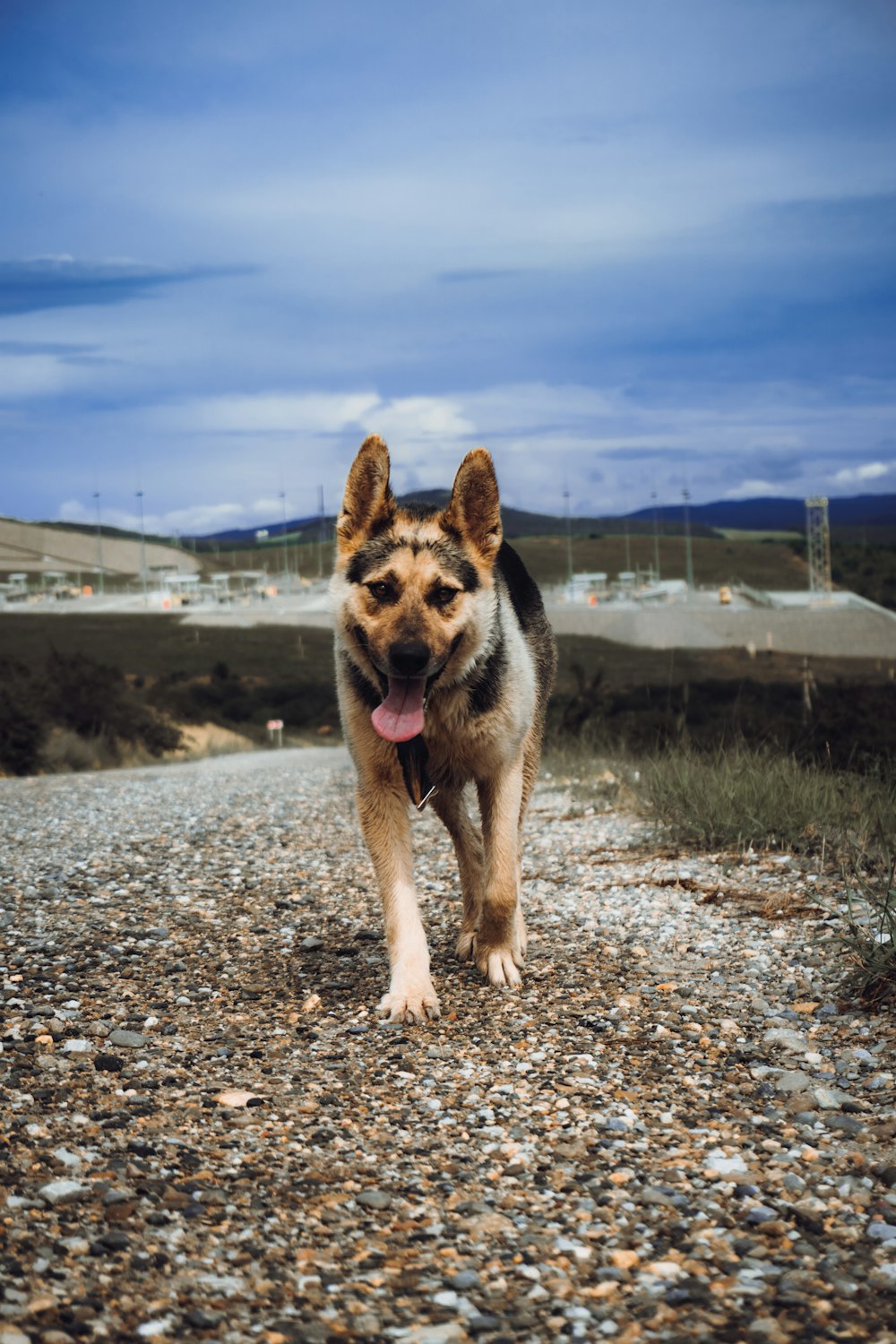 brown and black german shepherd dog on brown dirt field under blue and white sunny cloudy