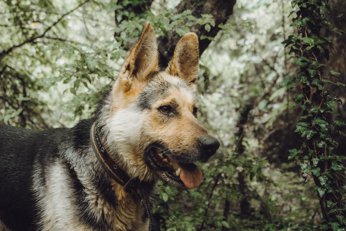 Cão feliz sendo cuidado