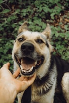 black and tan german shepherd