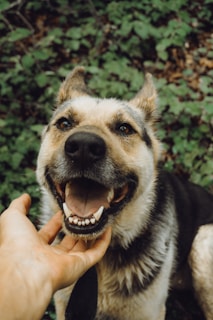 black and tan german shepherd