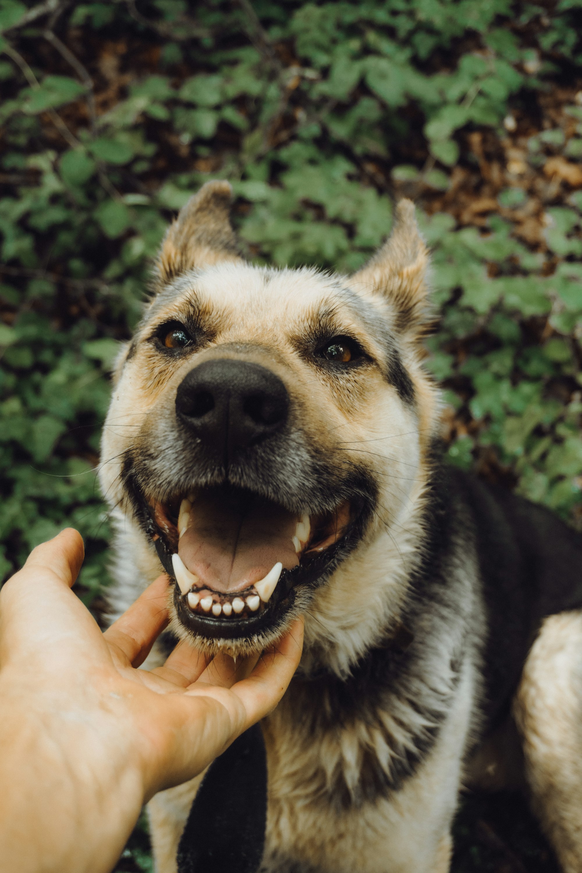 dog white gums