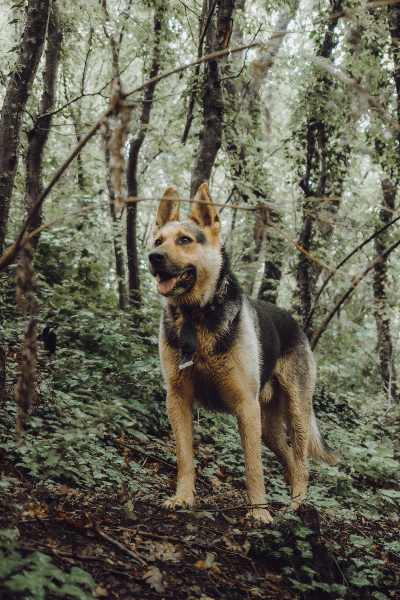 An adult German Shepherd Dog standing in a natural setting
