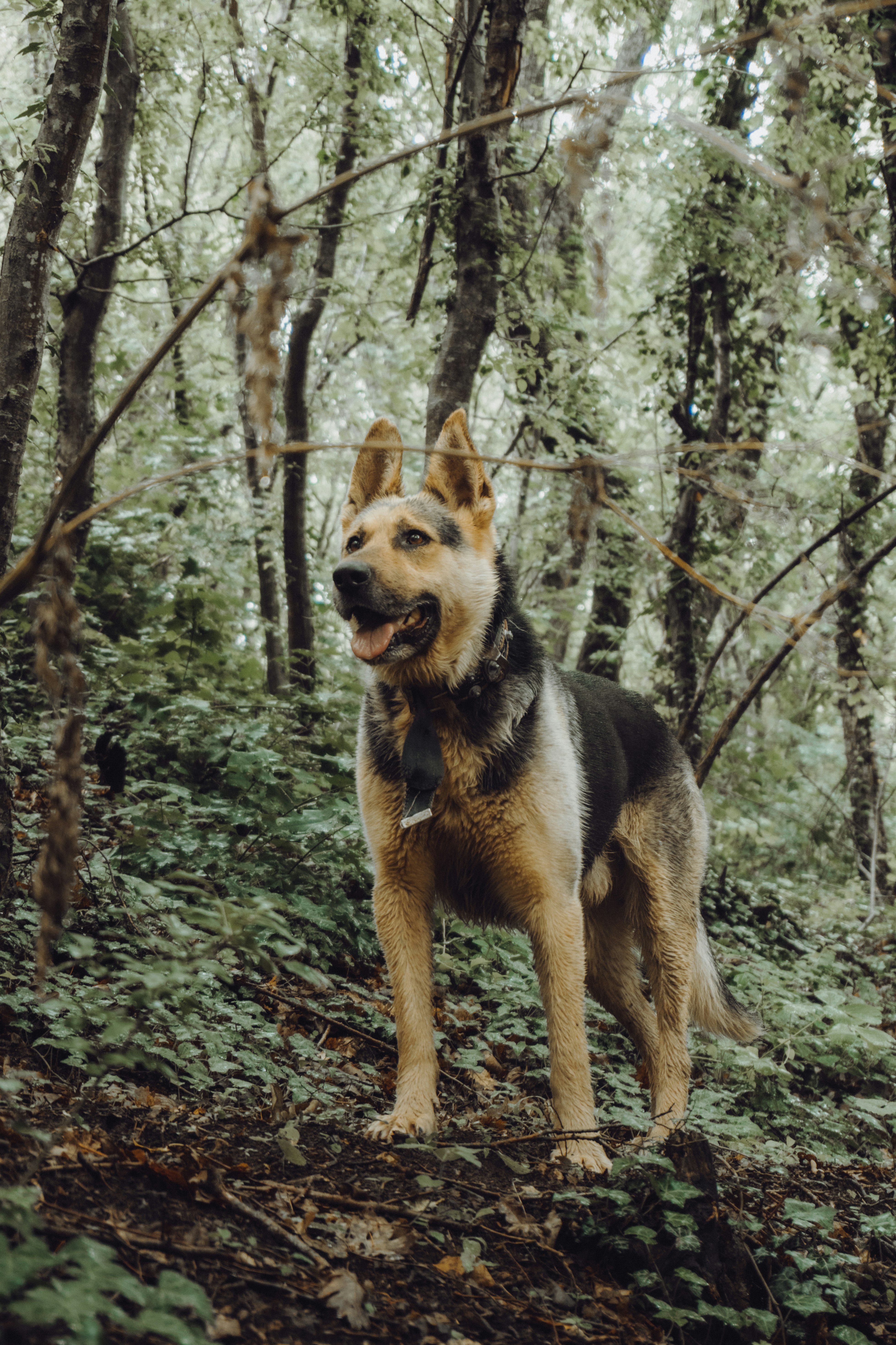 brown and black german shepherd dog on forest during daytime