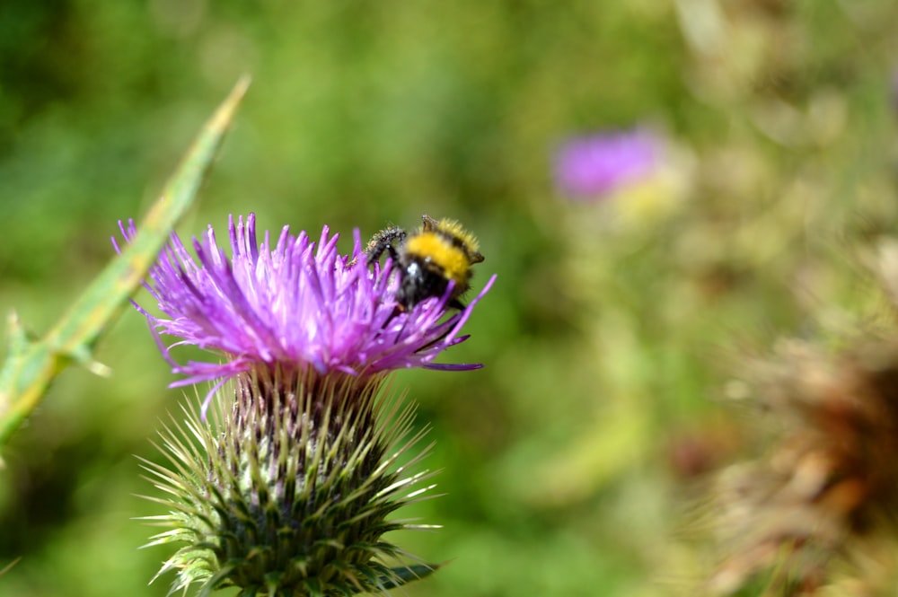 abeja negra y amarilla en flor púrpura