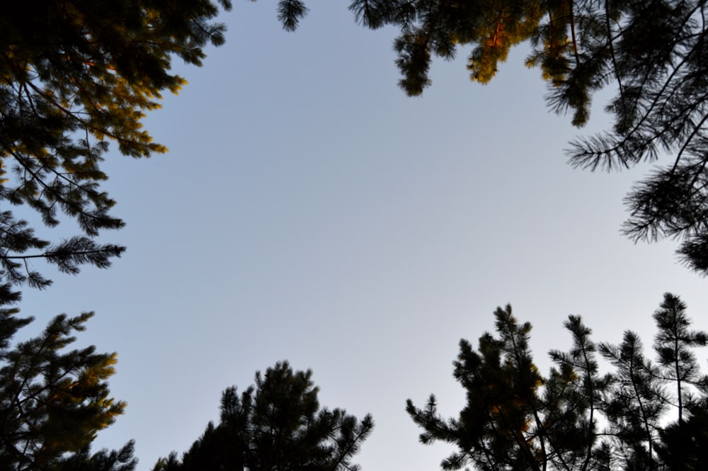 árboles verdes bajo el cielo azul durante el día