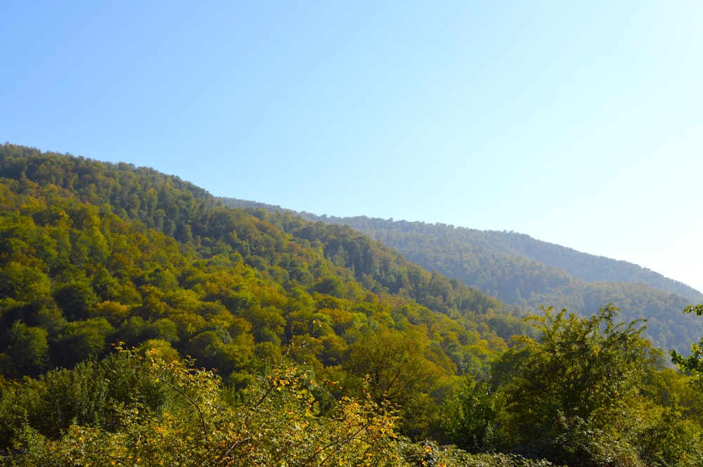 green trees on mountain during daytime