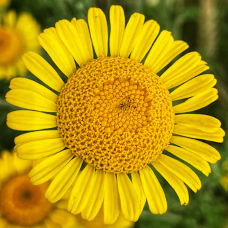 yellow flower in macro lens photography