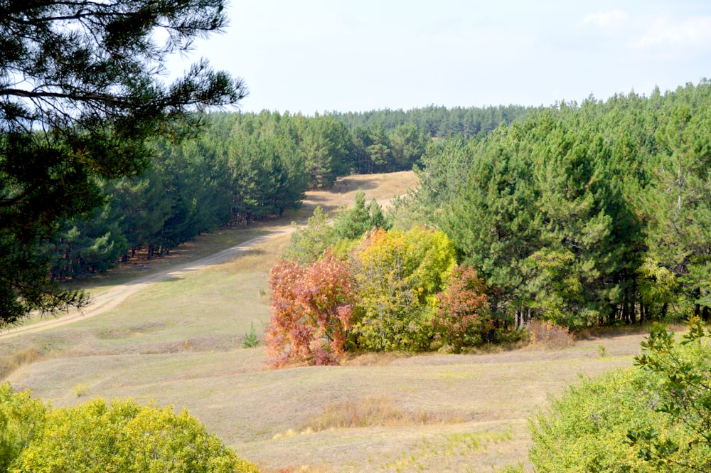 green trees and brown grass field during daytime