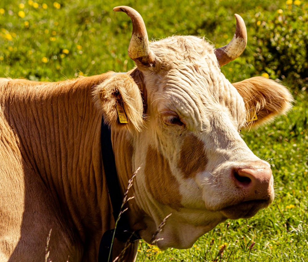 brown cow on green grass field during daytime