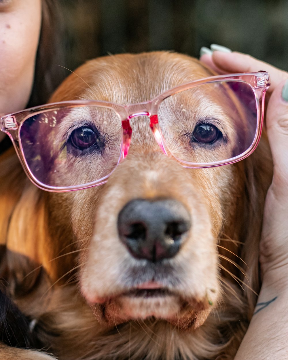 Golden Retriever che indossa occhiali da sole con montatura rosa