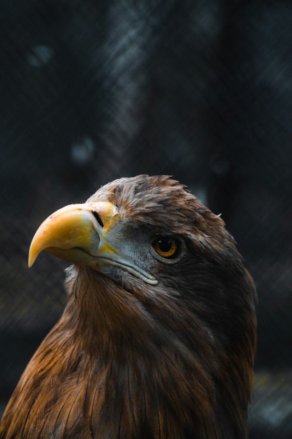 brown and white eagle in close up photography