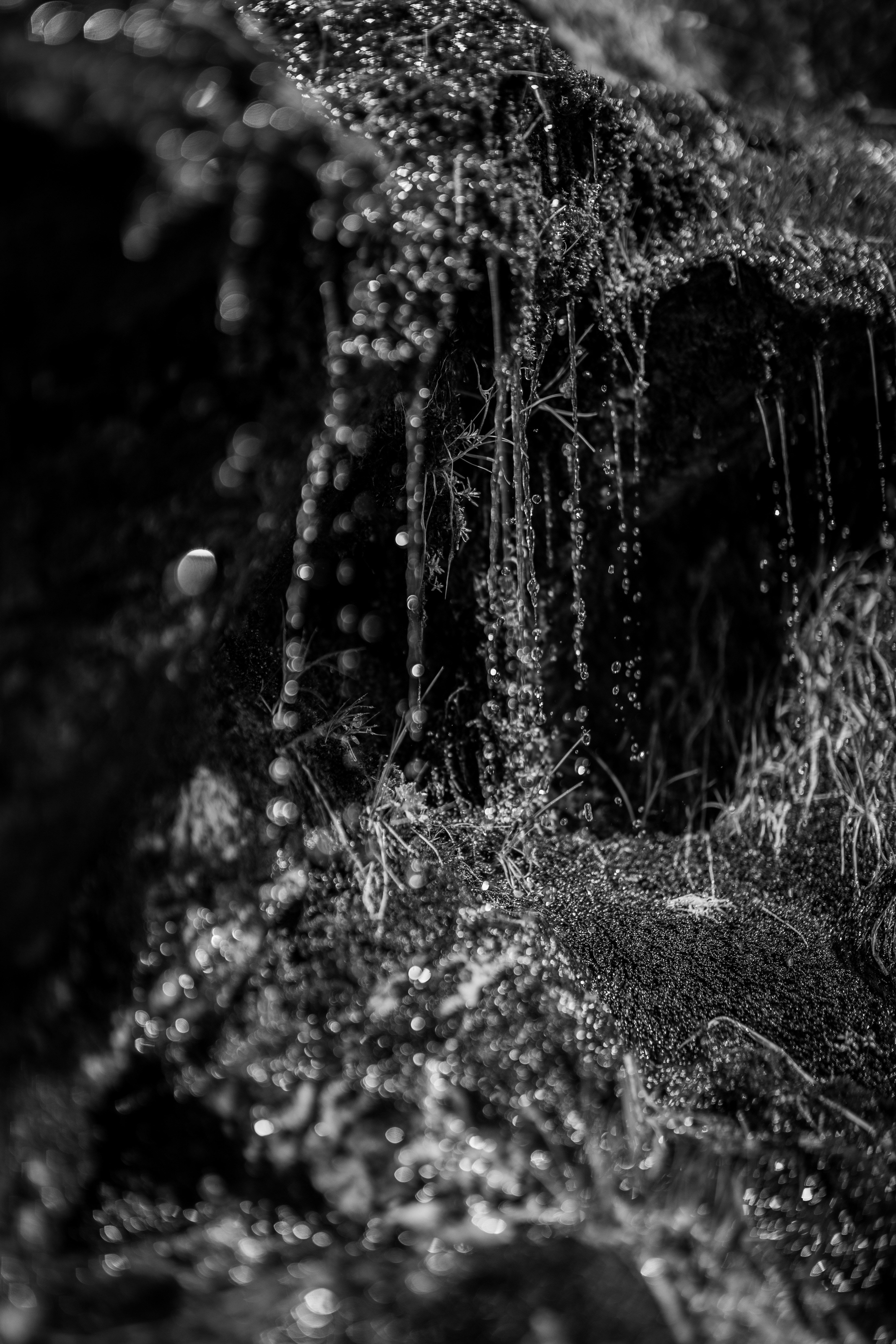 grayscale photo of grass and trees