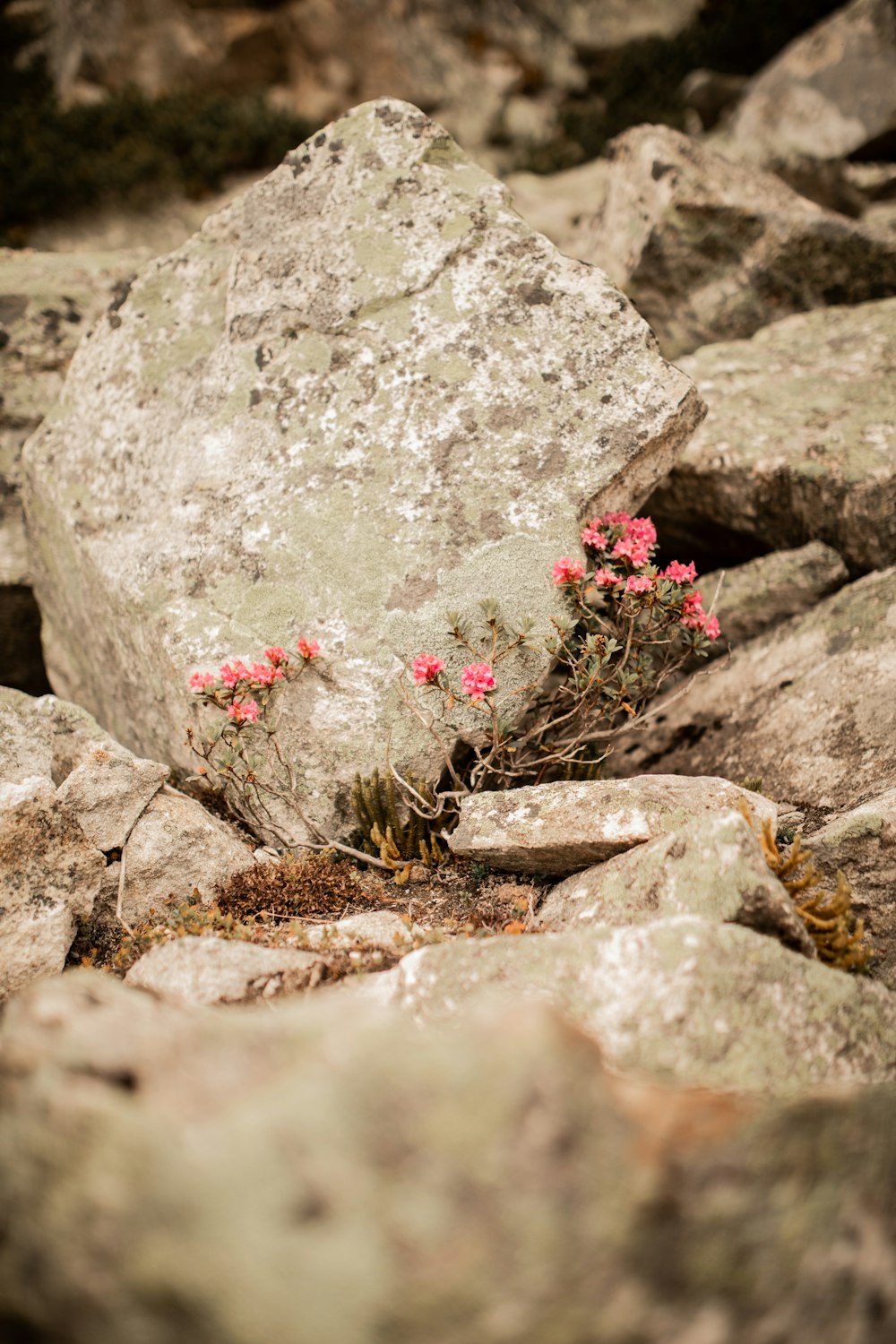 rosa Blüten auf grauem Felsen